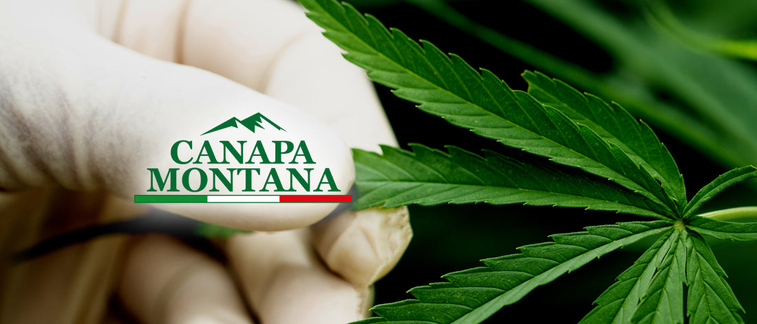 tipologie cannabis light